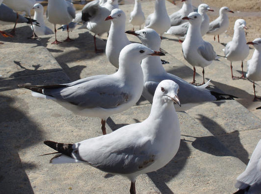 Aggrieved Seagulls