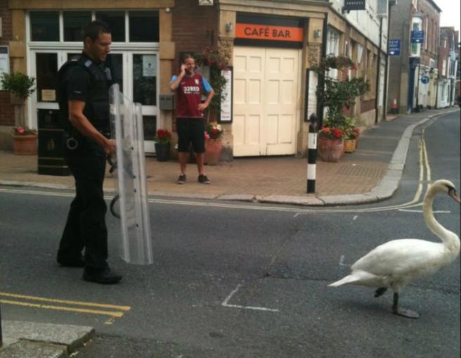 Riot Swan