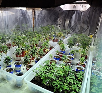 Cannabis Growroom