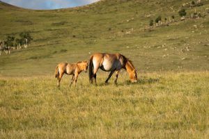 Journey to Find Mongolia’s Last Wild Horses