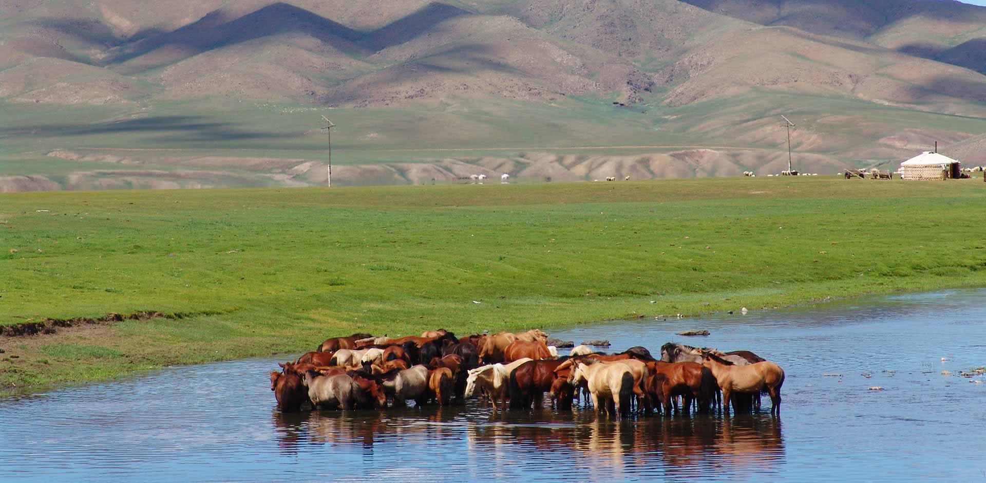 Journey to Find Mongolia’s Last Wild Horses Journey to Find Mongolia’s Last Wild Horses