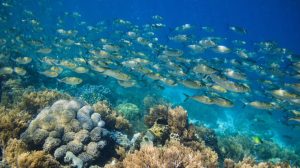 Why Raja Ampat Is Considered Earth’s Last Great Paradise