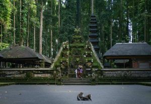 Bali’s Monkey Forest Tightens Safety Measures After Visitor Incident